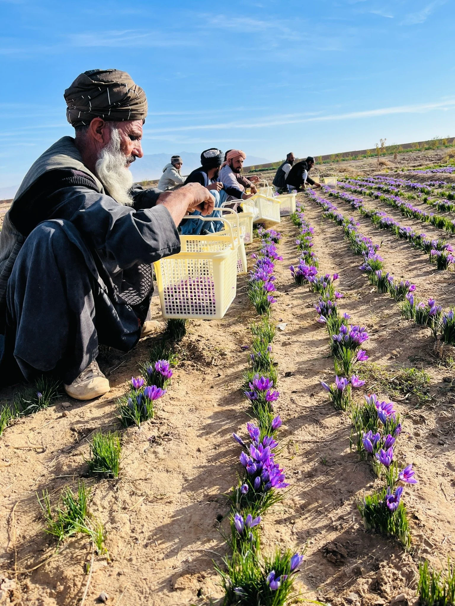 1 Oz (28.5gr) Heray Afghan Saffron Extra Class Premium Super Negin Quality - Image 12