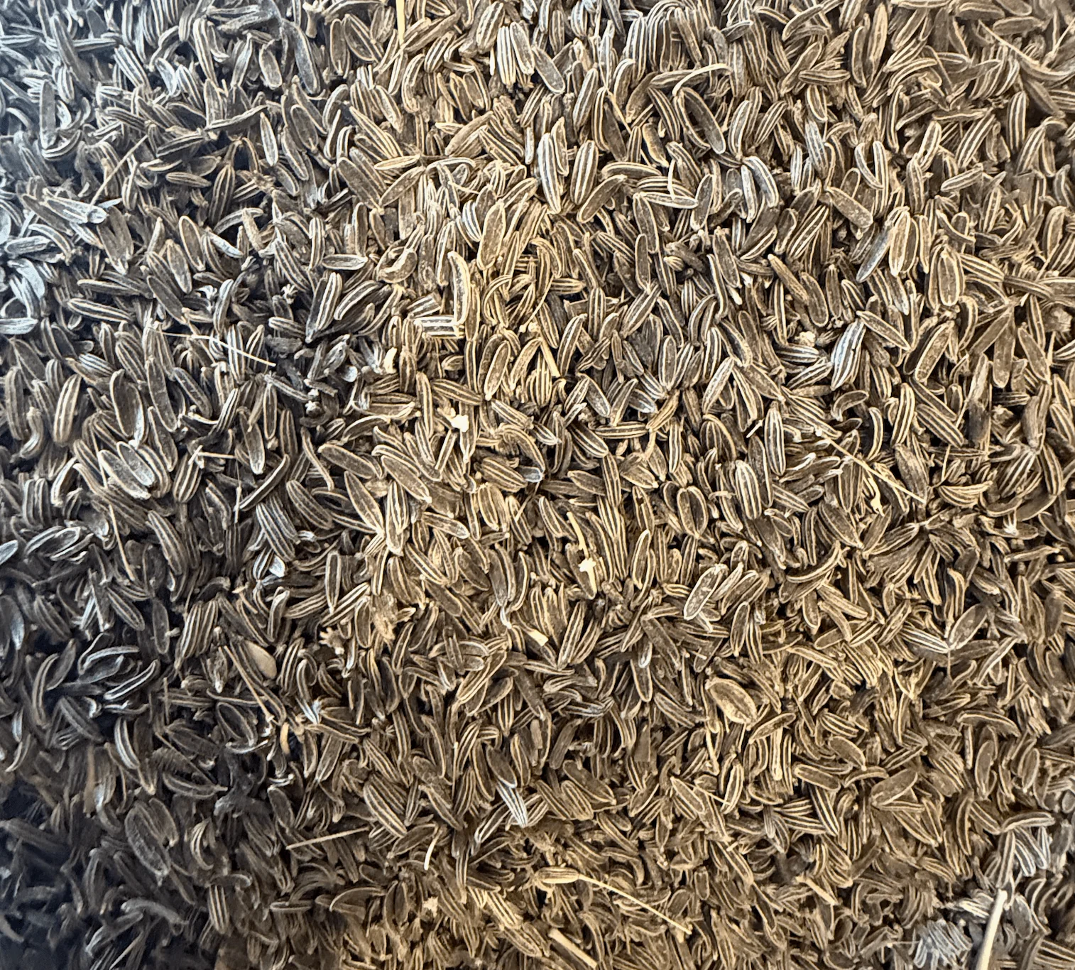 Afghanistan Wild Mountain Cumin - Image 4