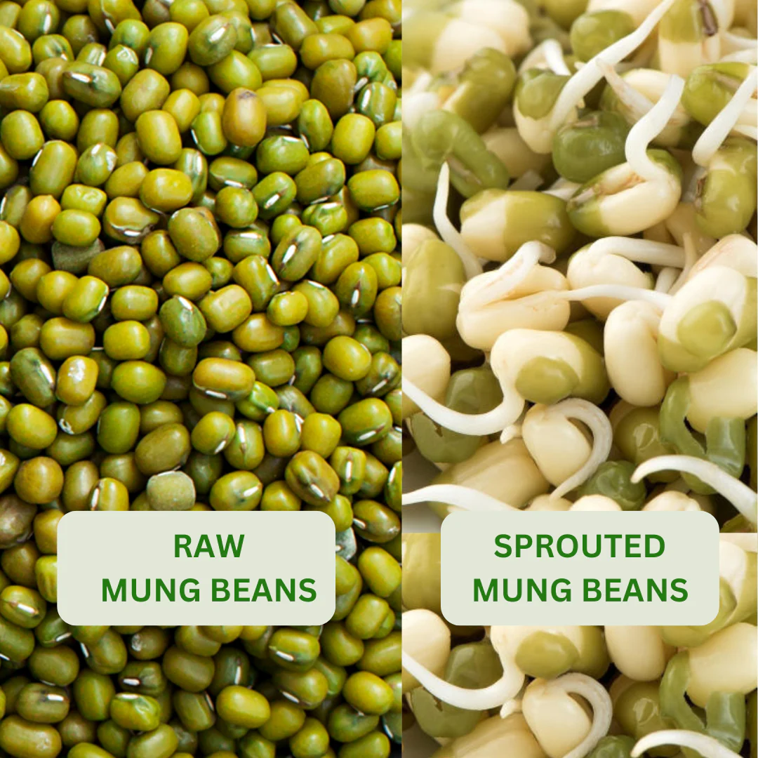 Ayurveda-Vata Sprouted Mung Bundle | Grounding & Nourishing Broths & Meals | 42 Servings - Image 5
