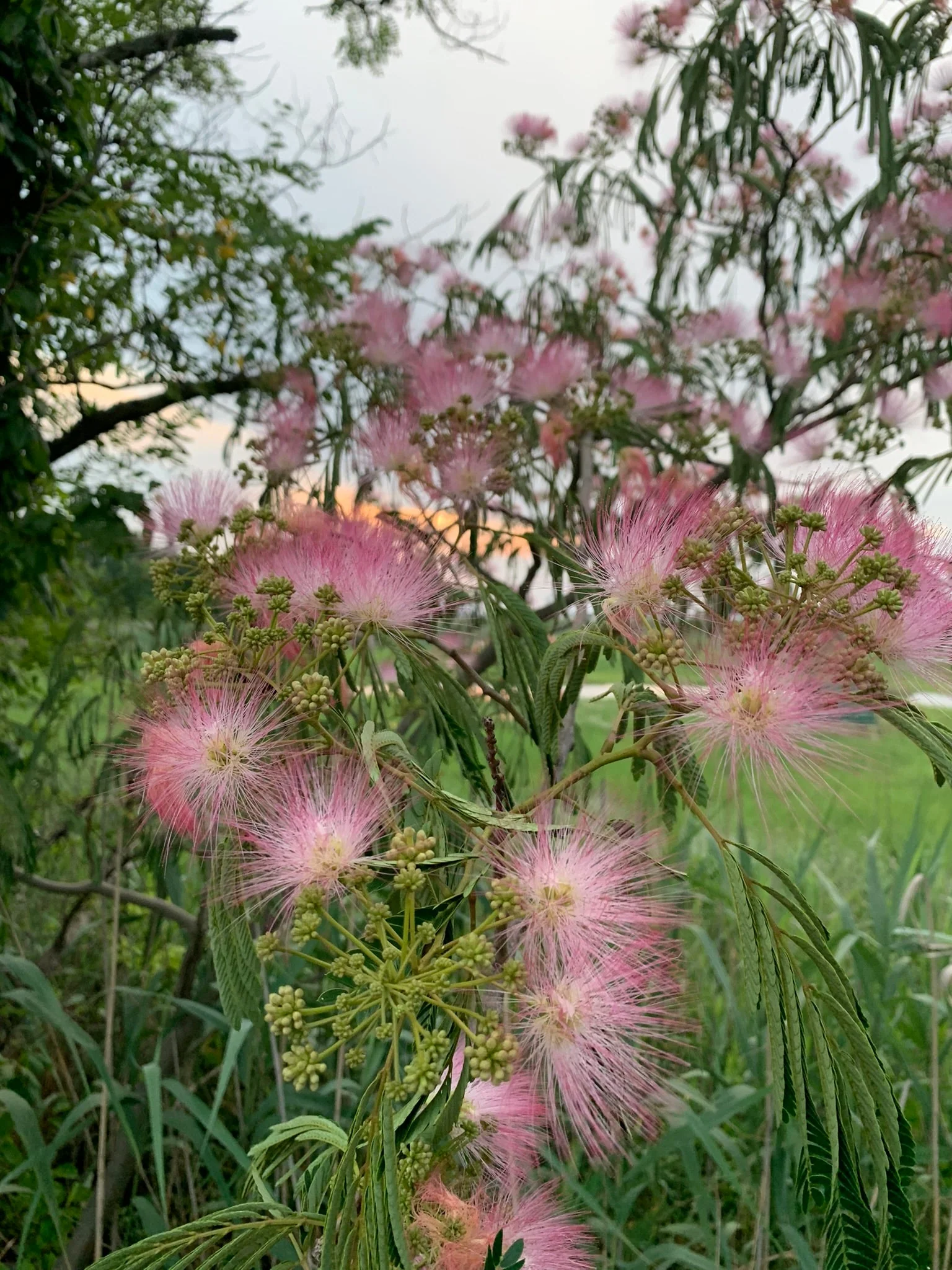 Calm Balance: Mimosa Flower & Bark Herbal Tincture - Image 2