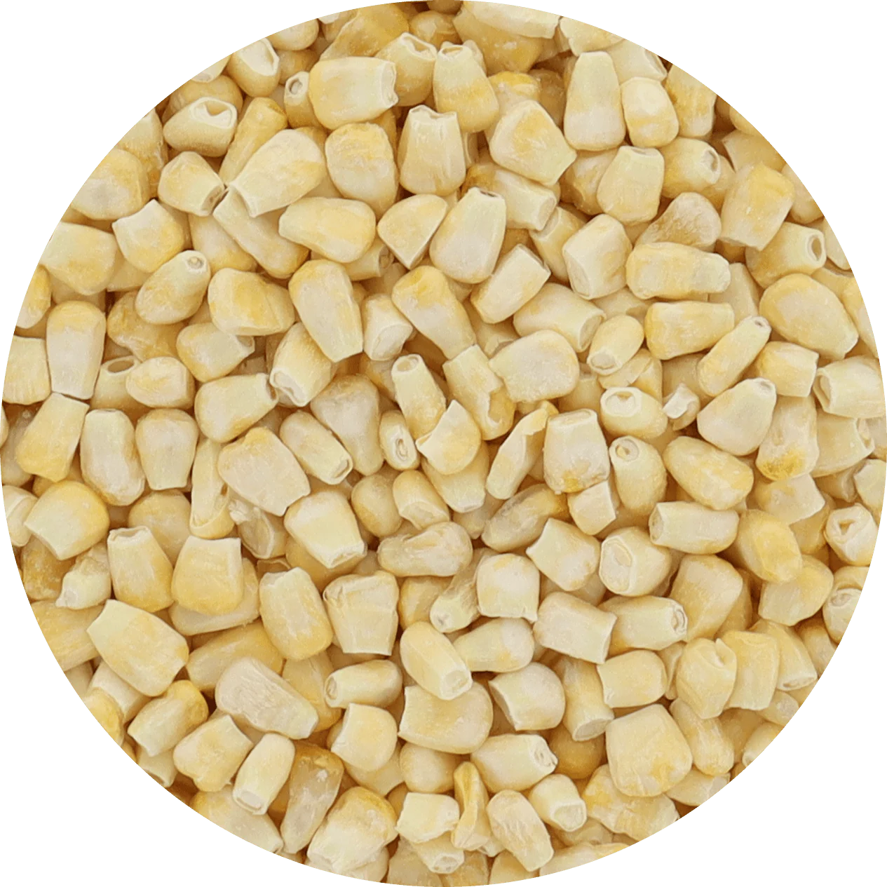 Freeze Dried Corn - Fire Roasted - Image 9