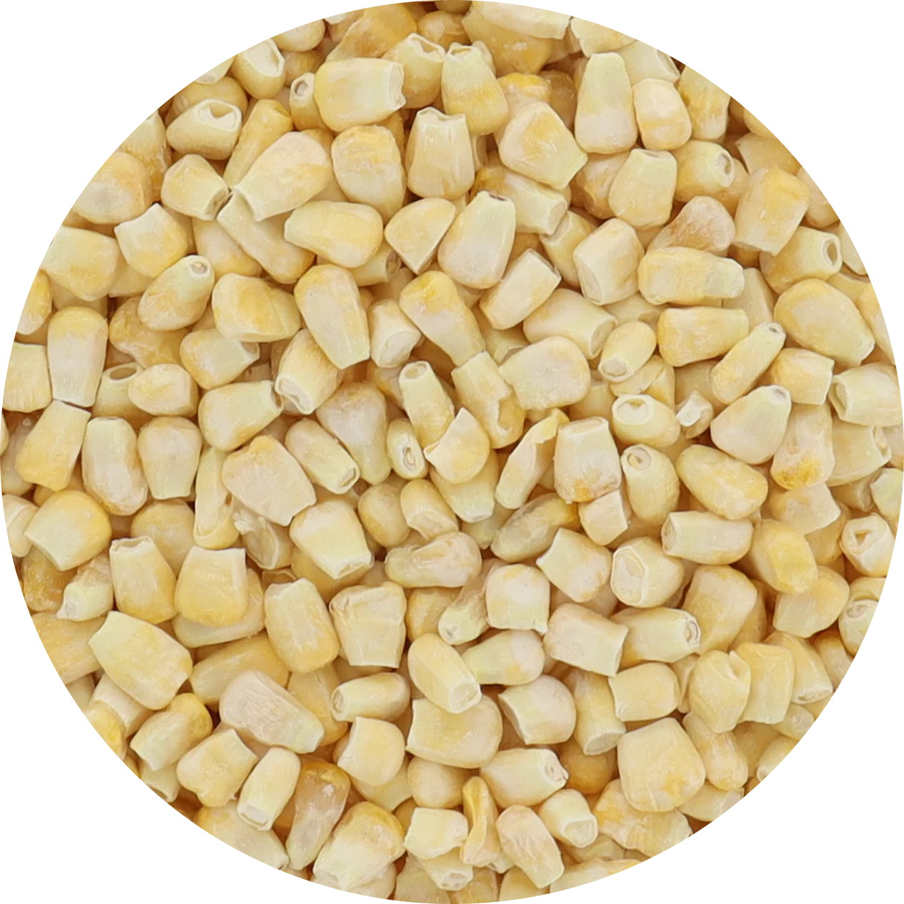 Freeze Dried Corn - Super Sweet - Image 8