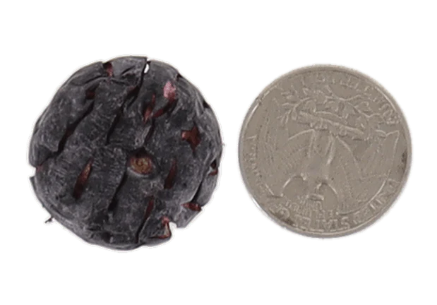 Freeze Dried JUMBO Blueberries - Image 4