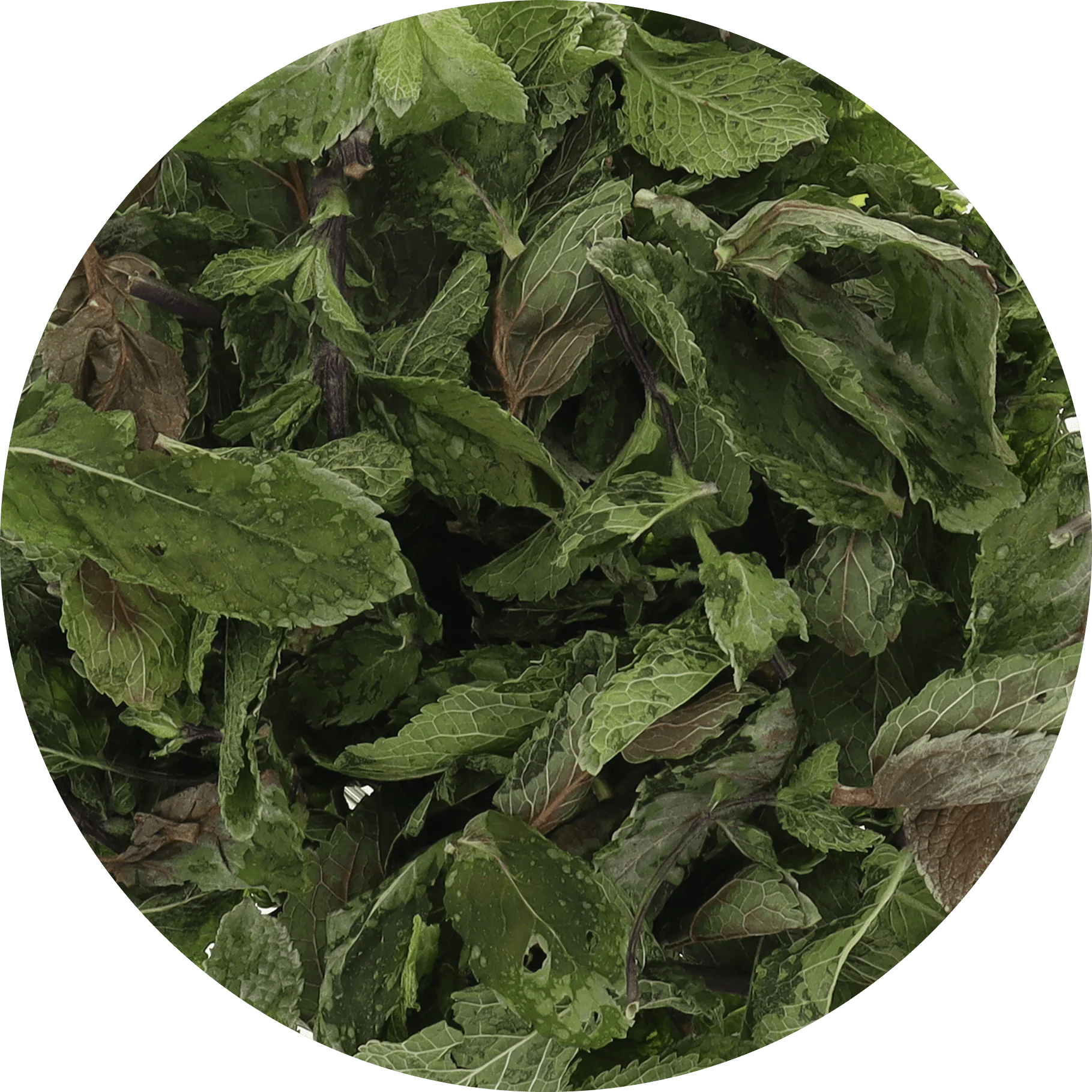 Freeze Dried Mint