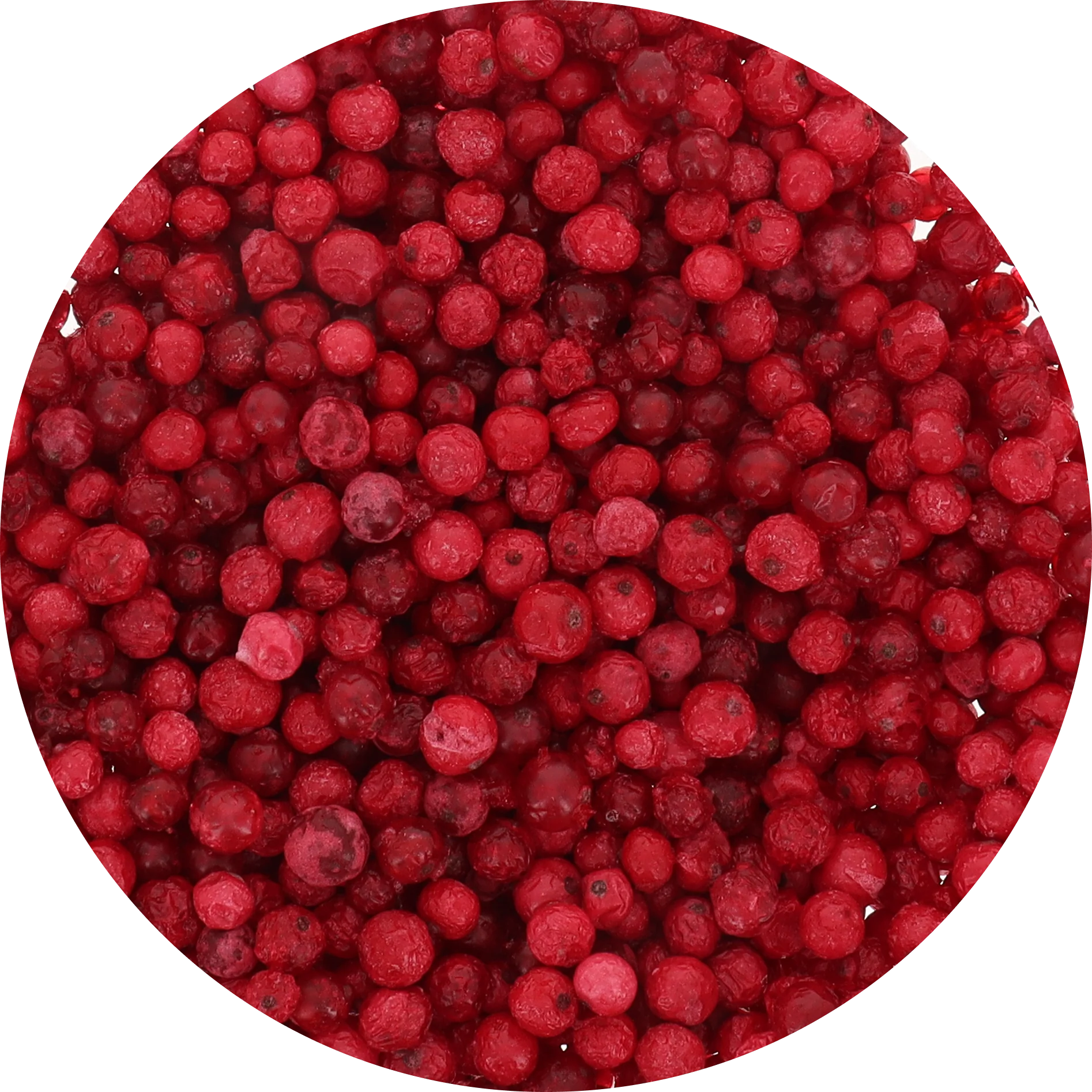 Freeze Dried Red Currant - Image 5
