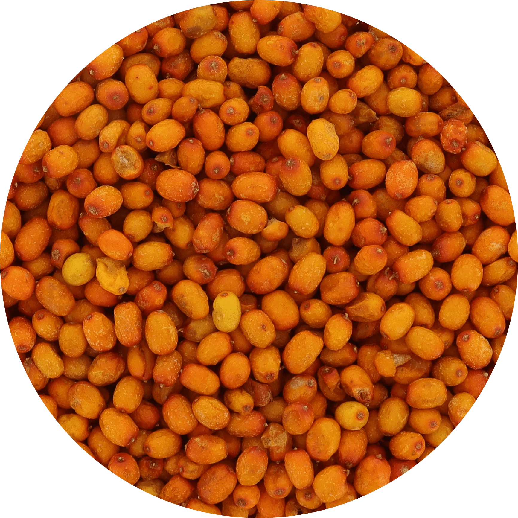 Freeze Dried Wild Sea Buckthorn - Image 6