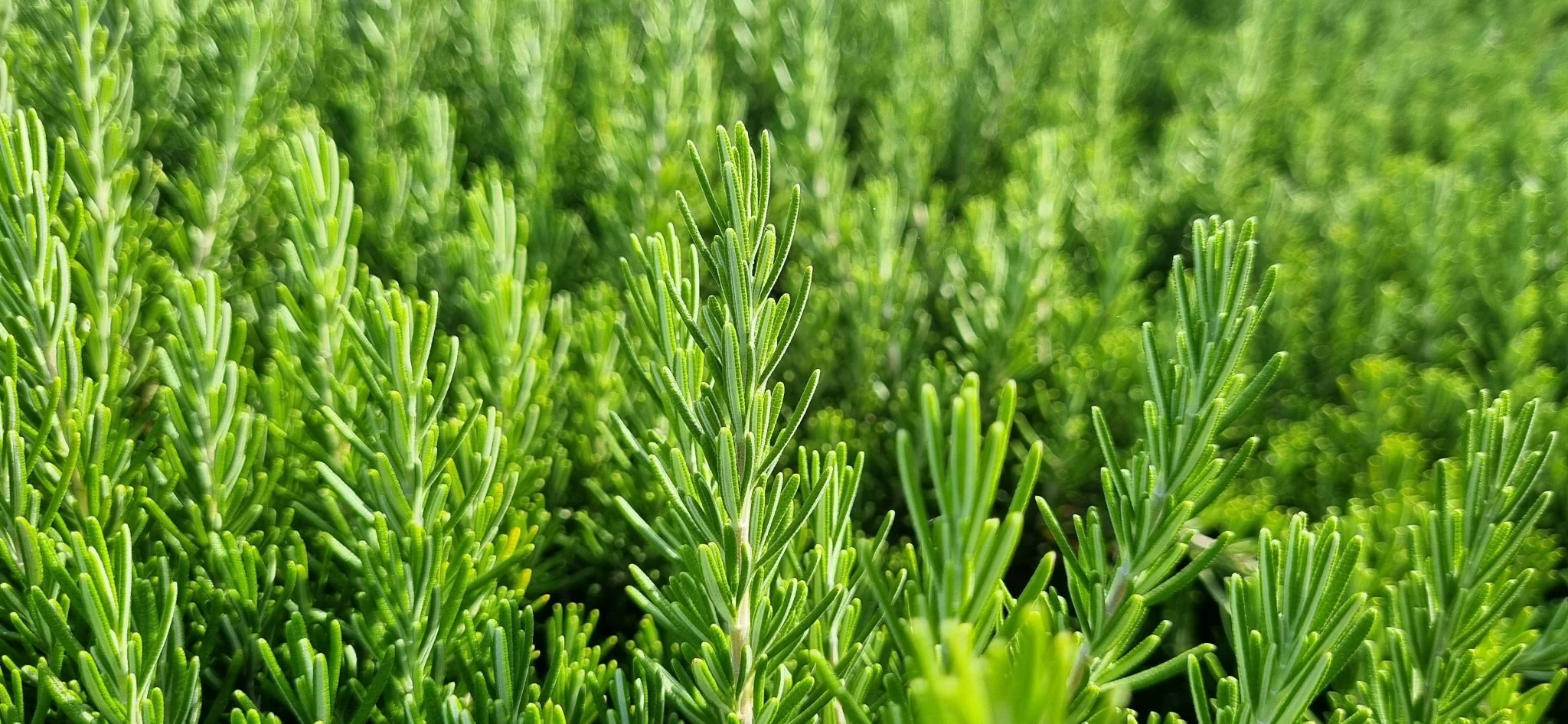Green Rosemary Needles - Moroccan Harvest - Image 4