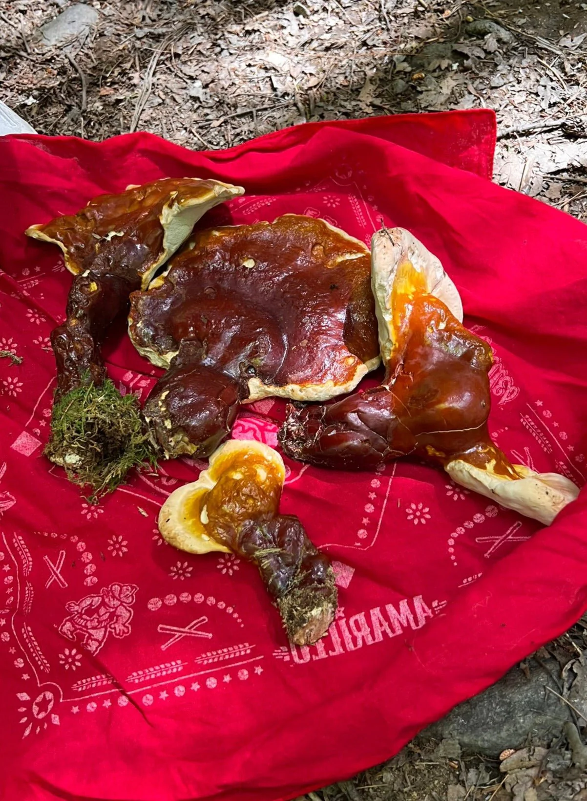 Healthy Brain: Lion's mane, Reishi and Turkey Tail Mushroom Herbal Tincture - Image 7