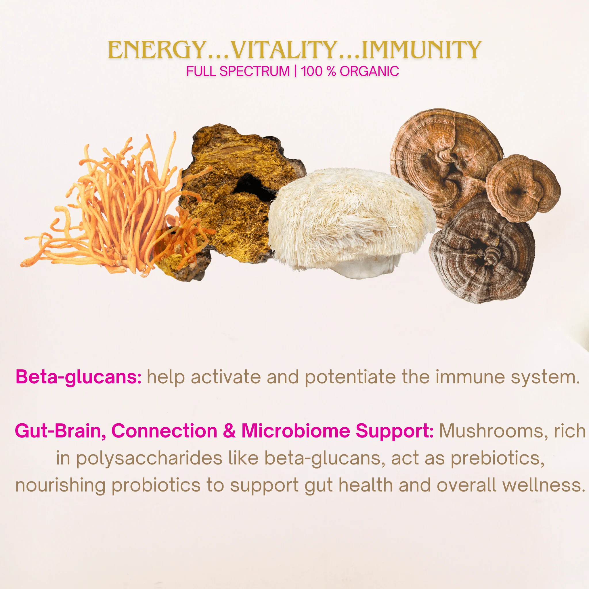 Organic Mushroom Powder Bundle | Chaga, Reishi, Cordyceps, & Lion's Mane Superfoods - Image 10