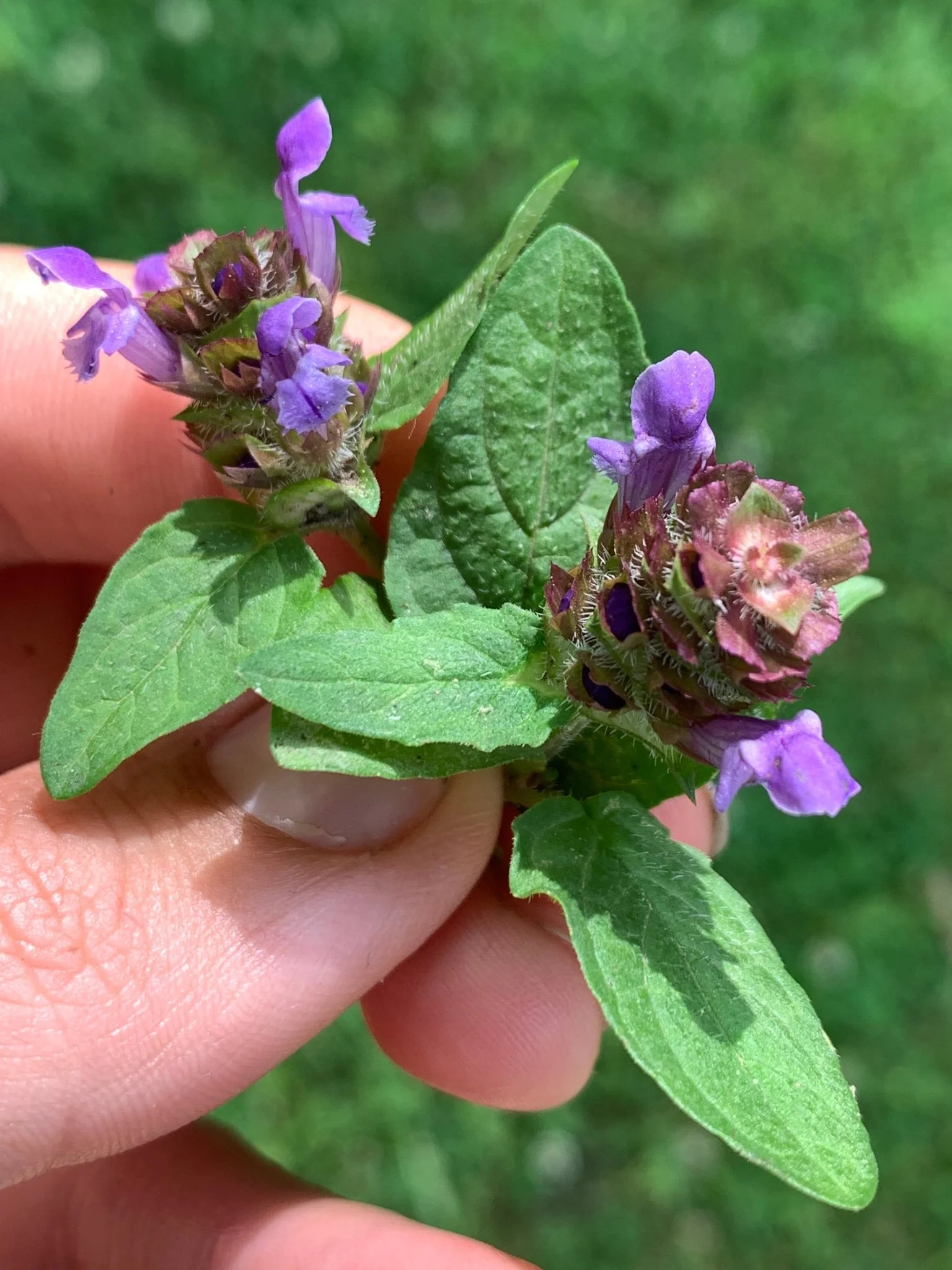 VEGAN SELF HEAL • Salve & healing lotion for cuts, burns, and wounds with Self Heal, Calendula, Goldenrod, and Chamomile ⭐️ ON SALE ⭐️ - Image 3